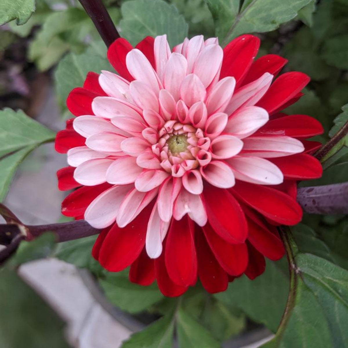 Pacific Time Dahlia Perennial Seeds - Bright Mixed Colors, 40+ seeds