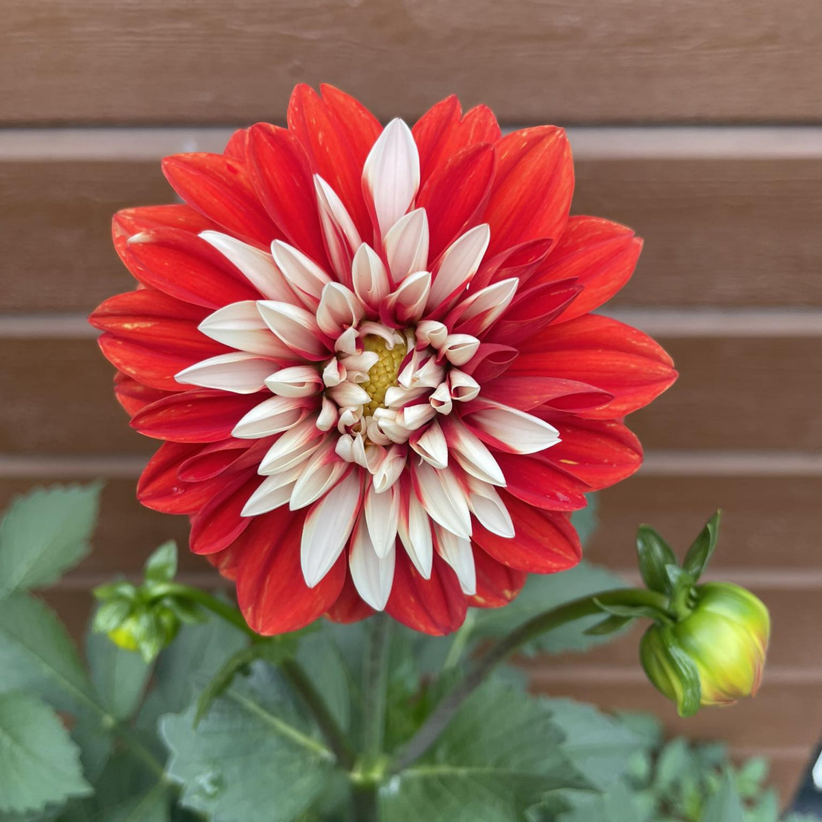 Pacific Time Dahlia Perennial Seeds - Bright Mixed Colors, 40+ seeds