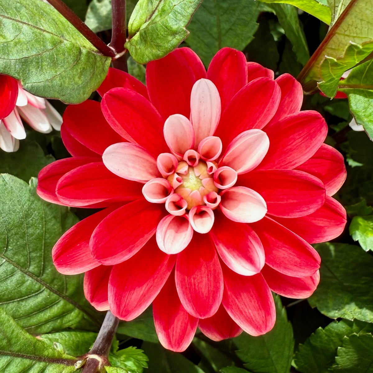 Pacific Time Dahlia Perennial Seeds - Bright Mixed Colors, 40+ seeds