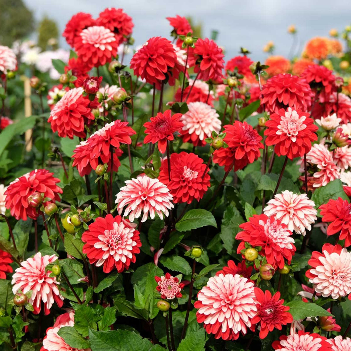 Pacific Time Dahlia Perennial Seeds - Bright Mixed Colors, 40+ seeds