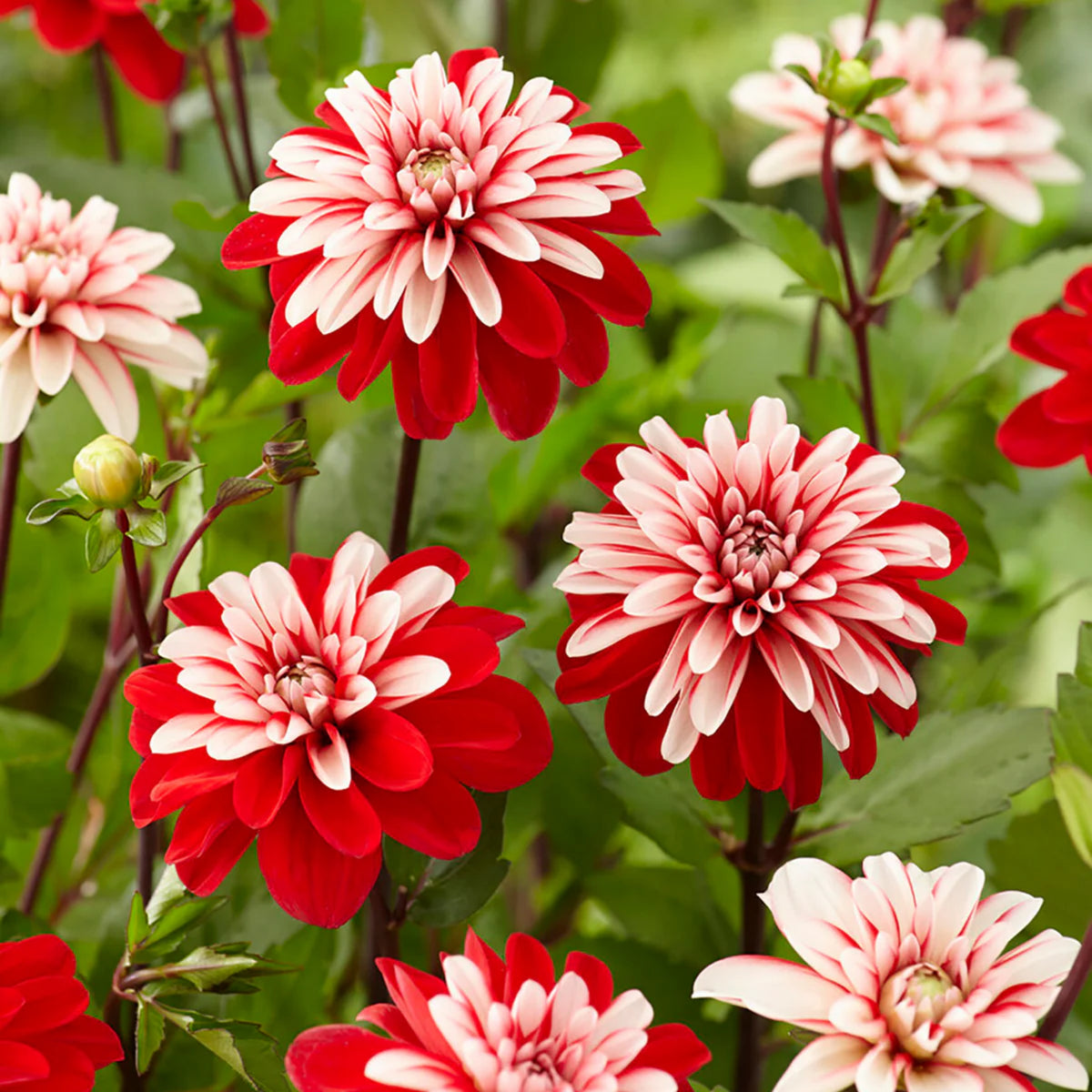 Pacific Time Dahlia Perennial Seeds - Bright Mixed Colors, 40+ seeds