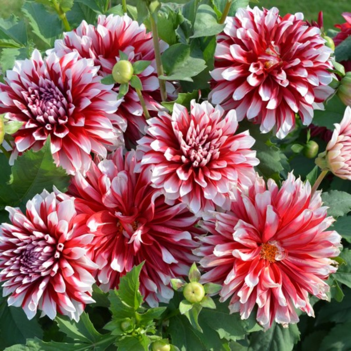 Pacific Time Dahlia Perennial Seeds - Bright Mixed Colors, 40+ seeds