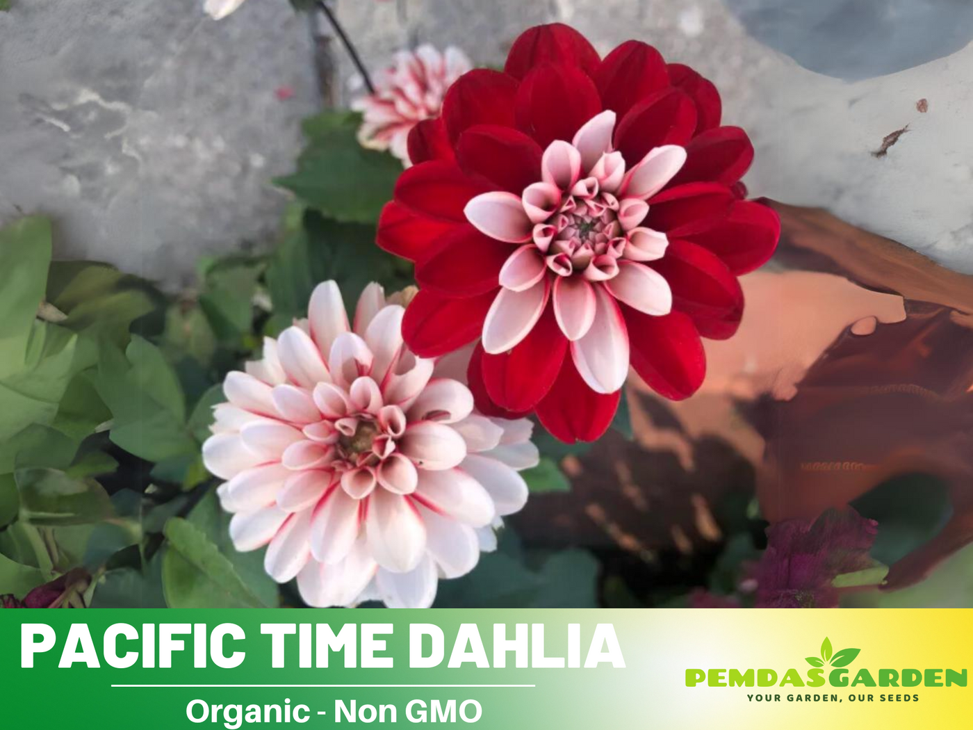 dahlia seeds india 40+ Seeds| Pacific Time Dahlia Perennial Seeds– Bright Mixed Colors, E – PEMDASGARDEN