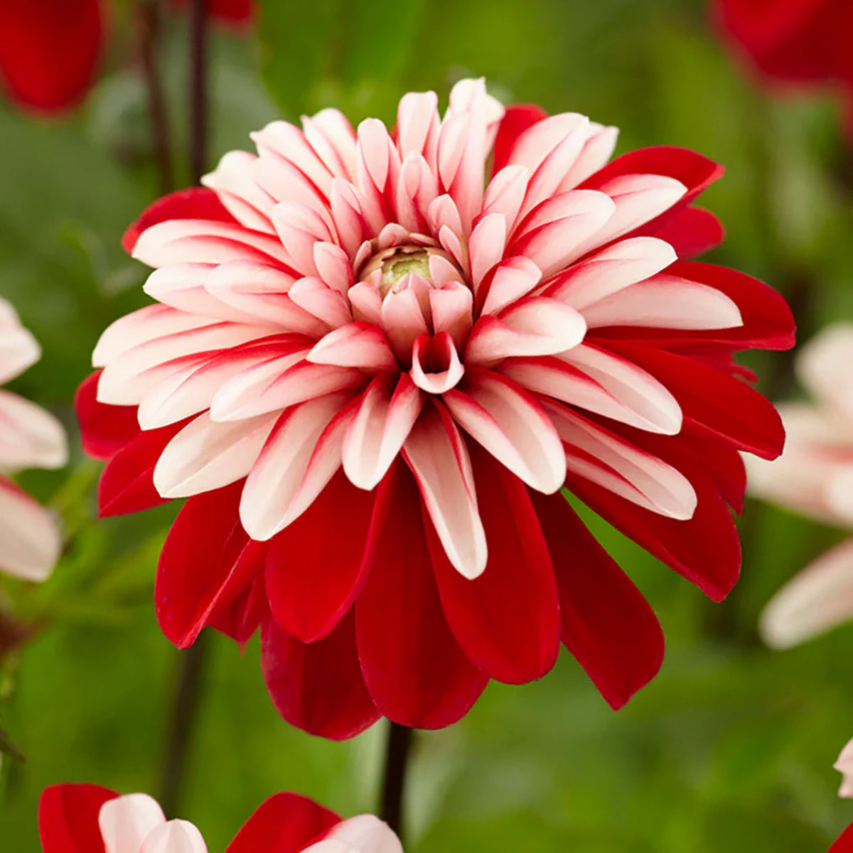 Pacific Time Dahlia Perennial Seeds - Bright Mixed Colors, 40+ seeds