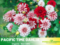 40+ Seeds|  Pacific Time Dahlia Perennial Seeds– Bright Mixed Colors, Easy to Grow Summer Flowers, Perfect for Borders, Beds & Cut Bouquets #D012