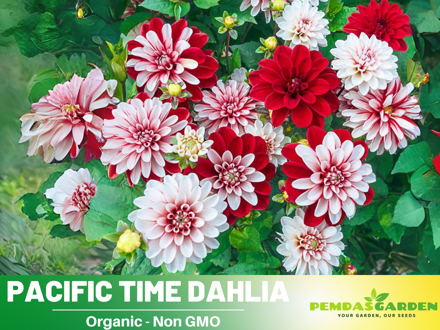 dahlia seed to flower time 40+ Seeds| Pacific Time Dahlia Perennial Seeds– Bright Mixed Colors, E – PEMDASGARDEN