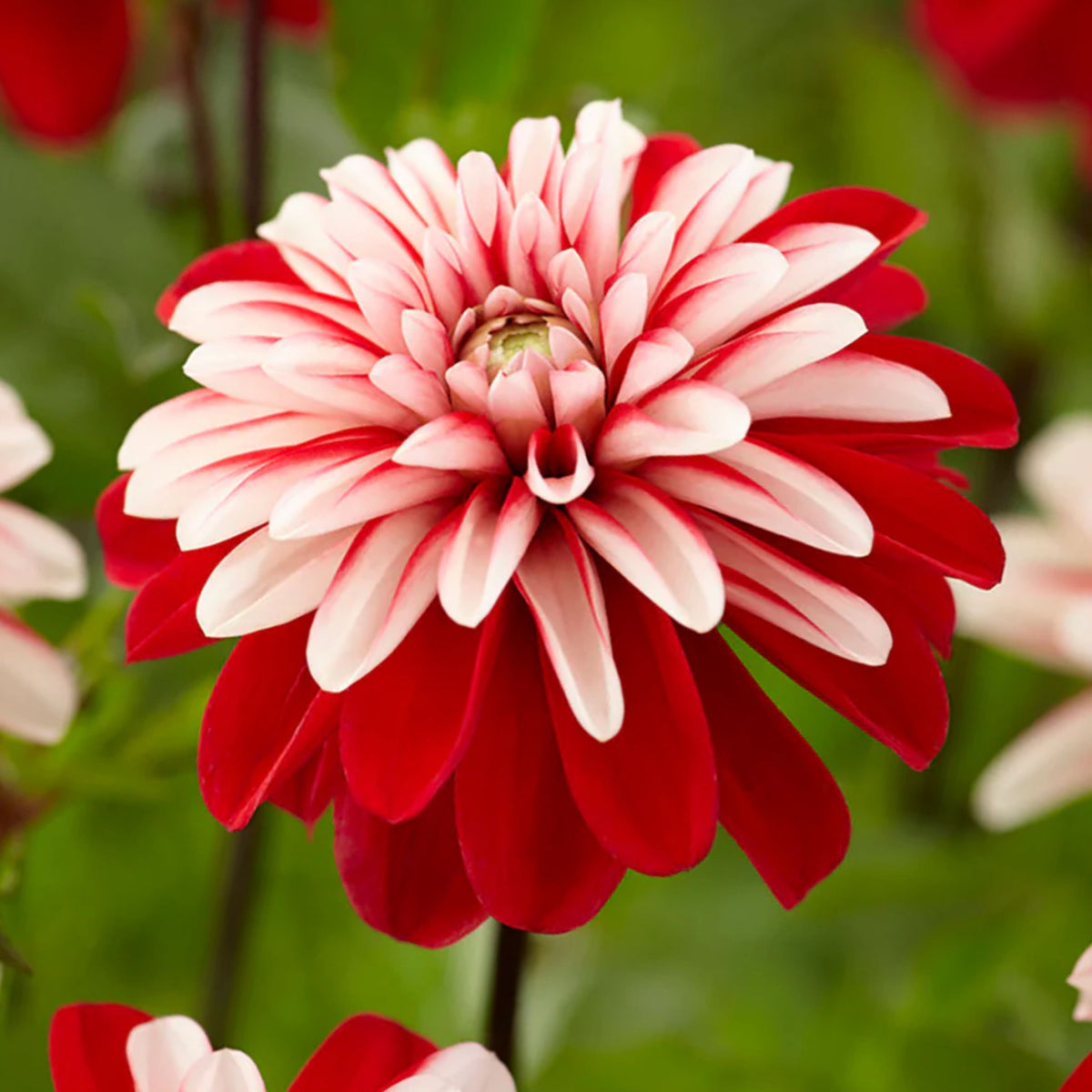 Prairie Star Hardly Rose Seeds, 30 seeds