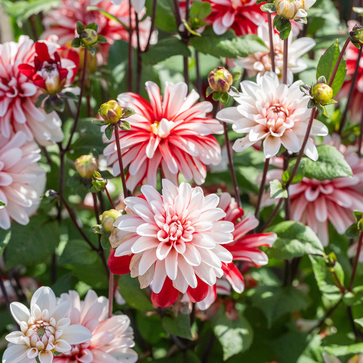 Pacific Time Dahlia Perennial Seeds - Bright Mixed Colors, 40+ seeds