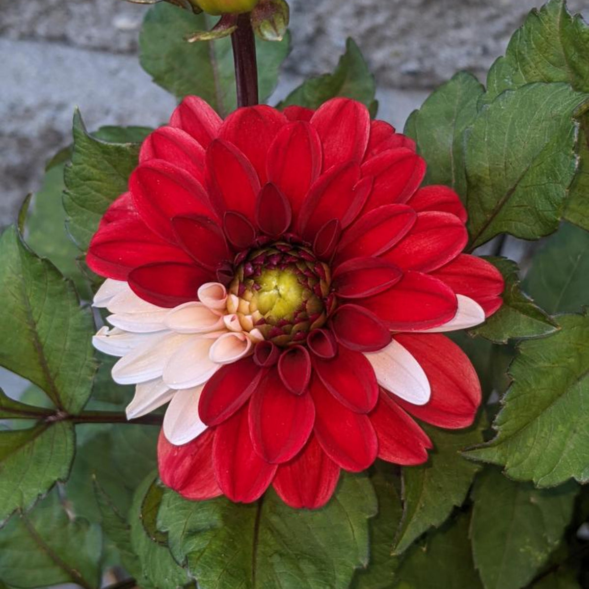 Pacific Time Dahlia Perennial Seeds - Bright Mixed Colors, 40+ seeds