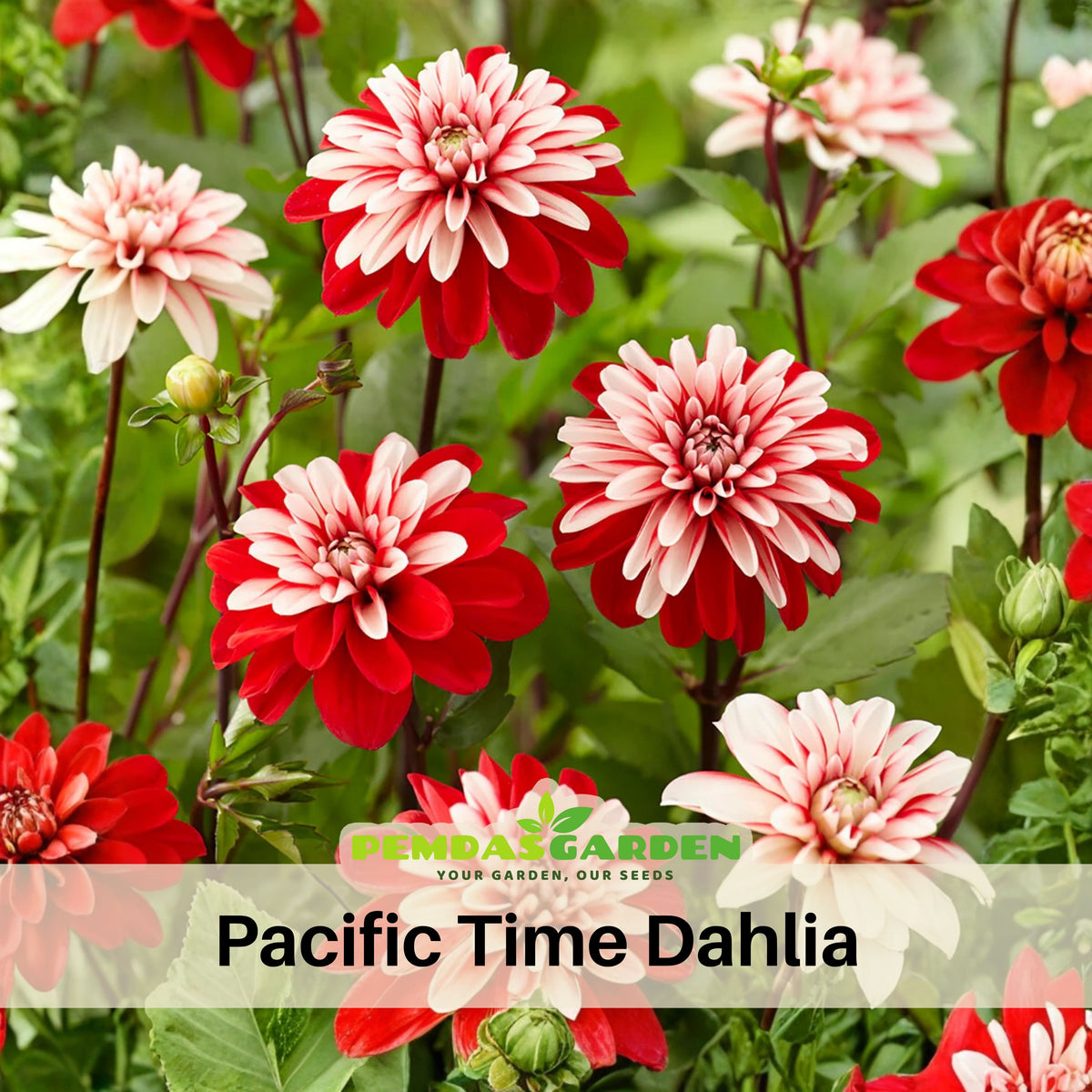 Prairie Star Hardly Rose Seeds, 30 seeds