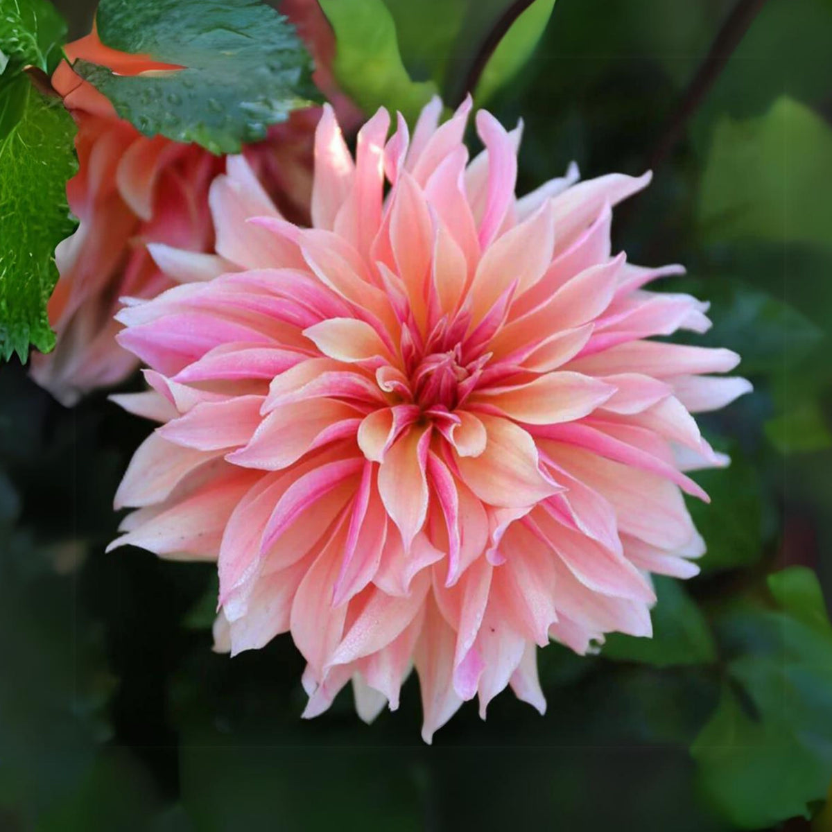 40+ Rare Seeds - Labyrinth Dahlia Seeds, Container