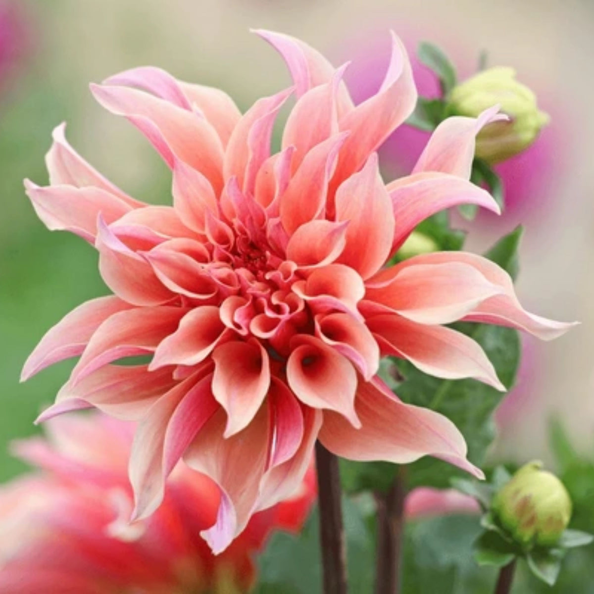 40+ Rare Seeds - Labyrinth Dahlia Seeds, Container