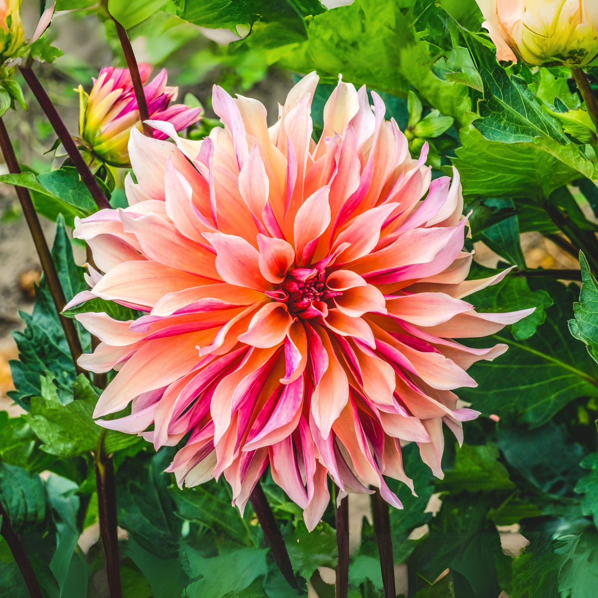 40+ Rare Seeds - Labyrinth Dahlia Seeds, Container