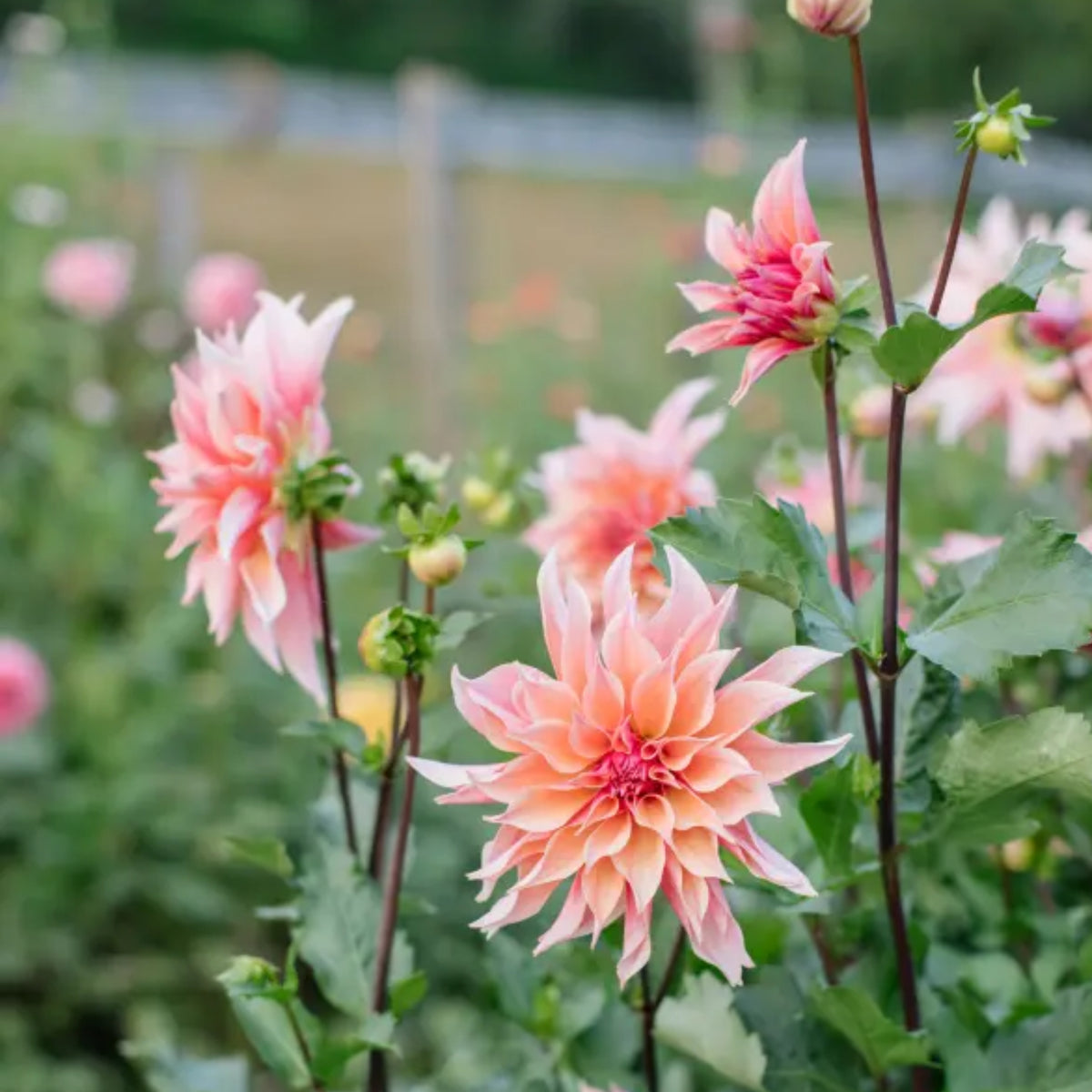 40+ Rare Seeds - Labyrinth Dahlia Seeds, Container