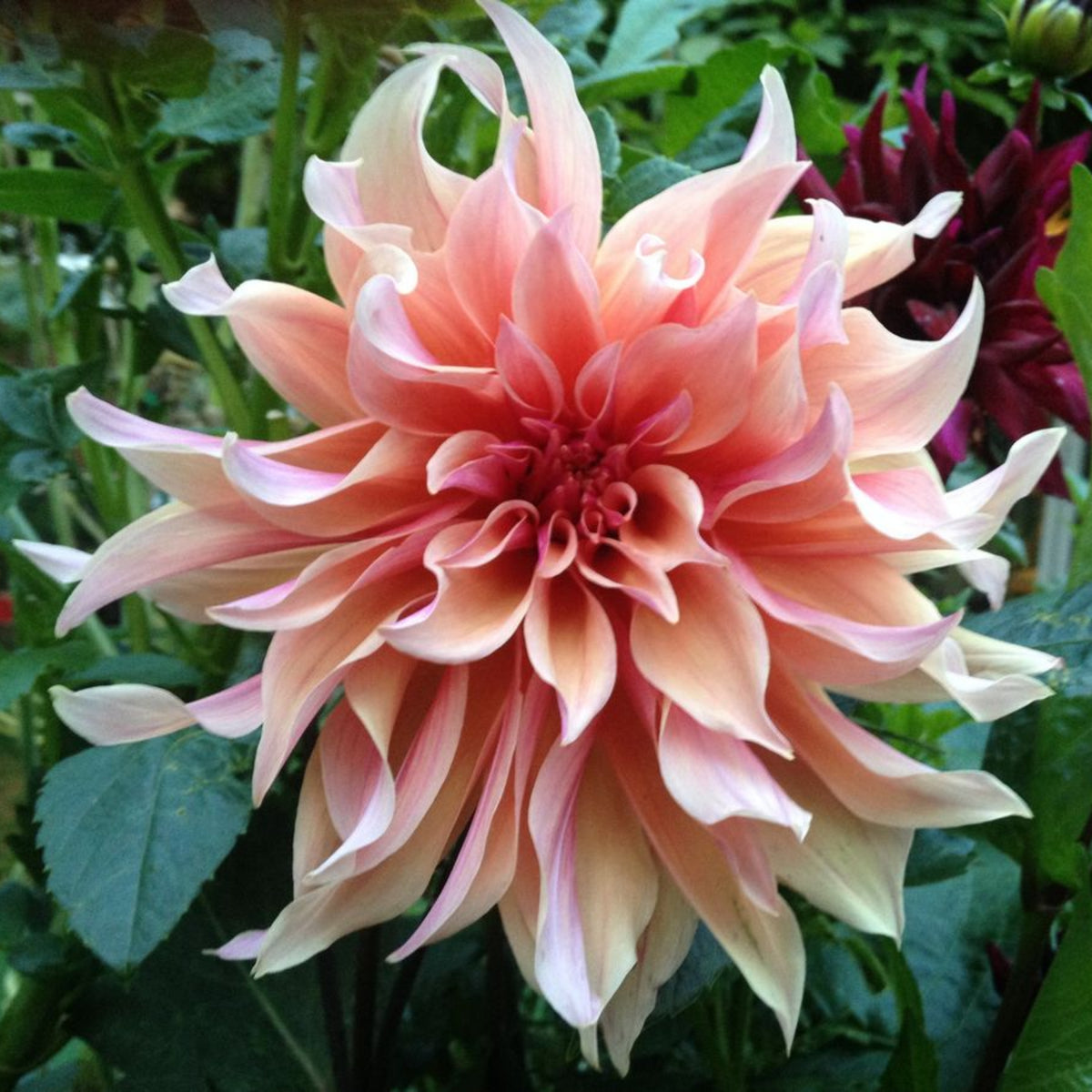 40+ Rare Seeds - Labyrinth Dahlia Seeds, Container