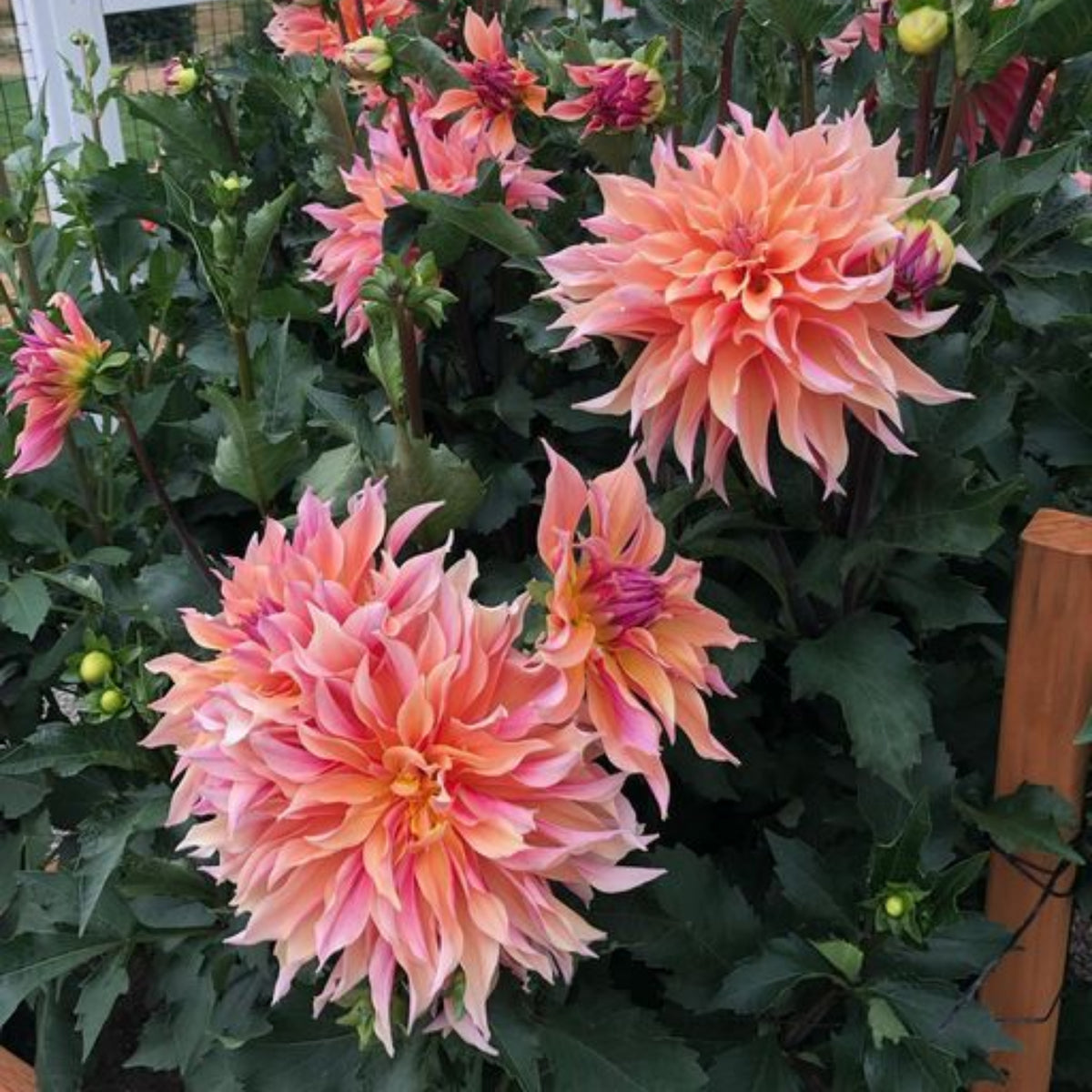40+ Rare Seeds - Labyrinth Dahlia Seeds, Container