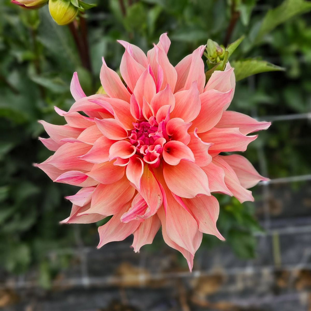 40+ Rare Seeds - Labyrinth Dahlia Seeds, Container