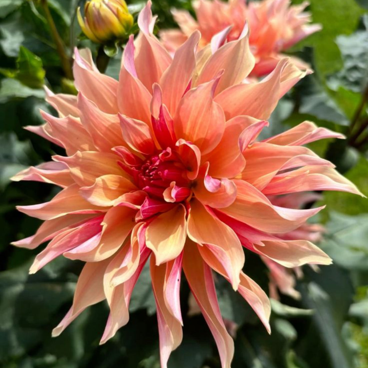 40+ Rare Seeds - Labyrinth Dahlia Seeds, Container