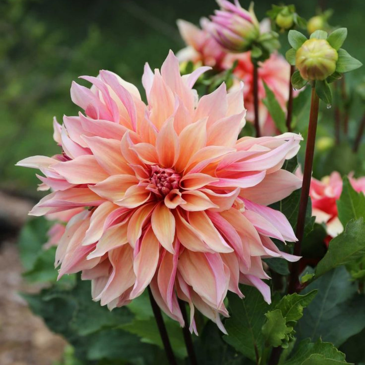 40+ Rare Seeds - Labyrinth Dahlia Seeds, Container