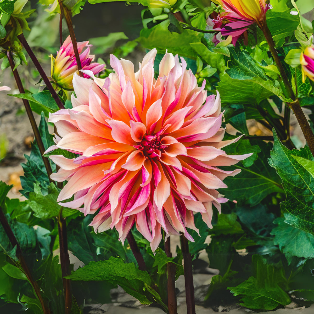 40+ Rare Seeds - Labyrinth Dahlia Seeds, Container