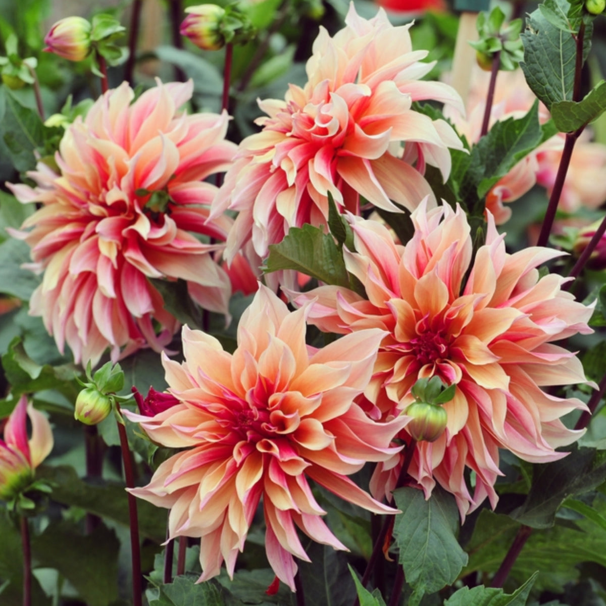 40+ Rare Seeds - Labyrinth Dahlia Seeds, Container