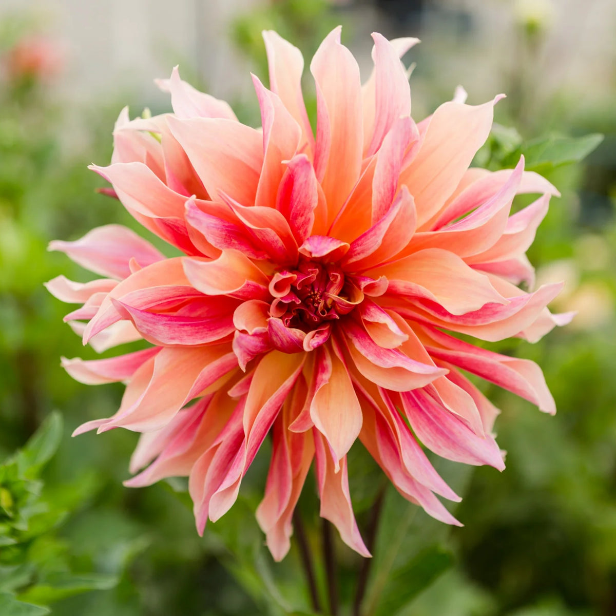 40+ Rare Seeds - Labyrinth Dahlia Seeds, Container