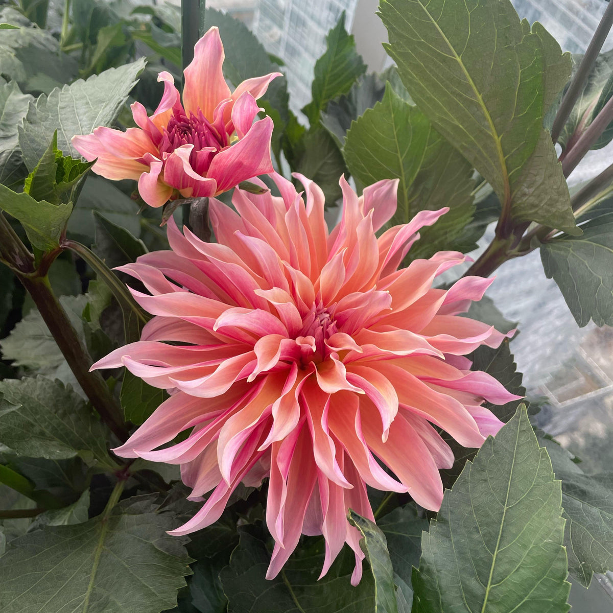 40+ Rare Seeds - Labyrinth Dahlia Seeds, Container