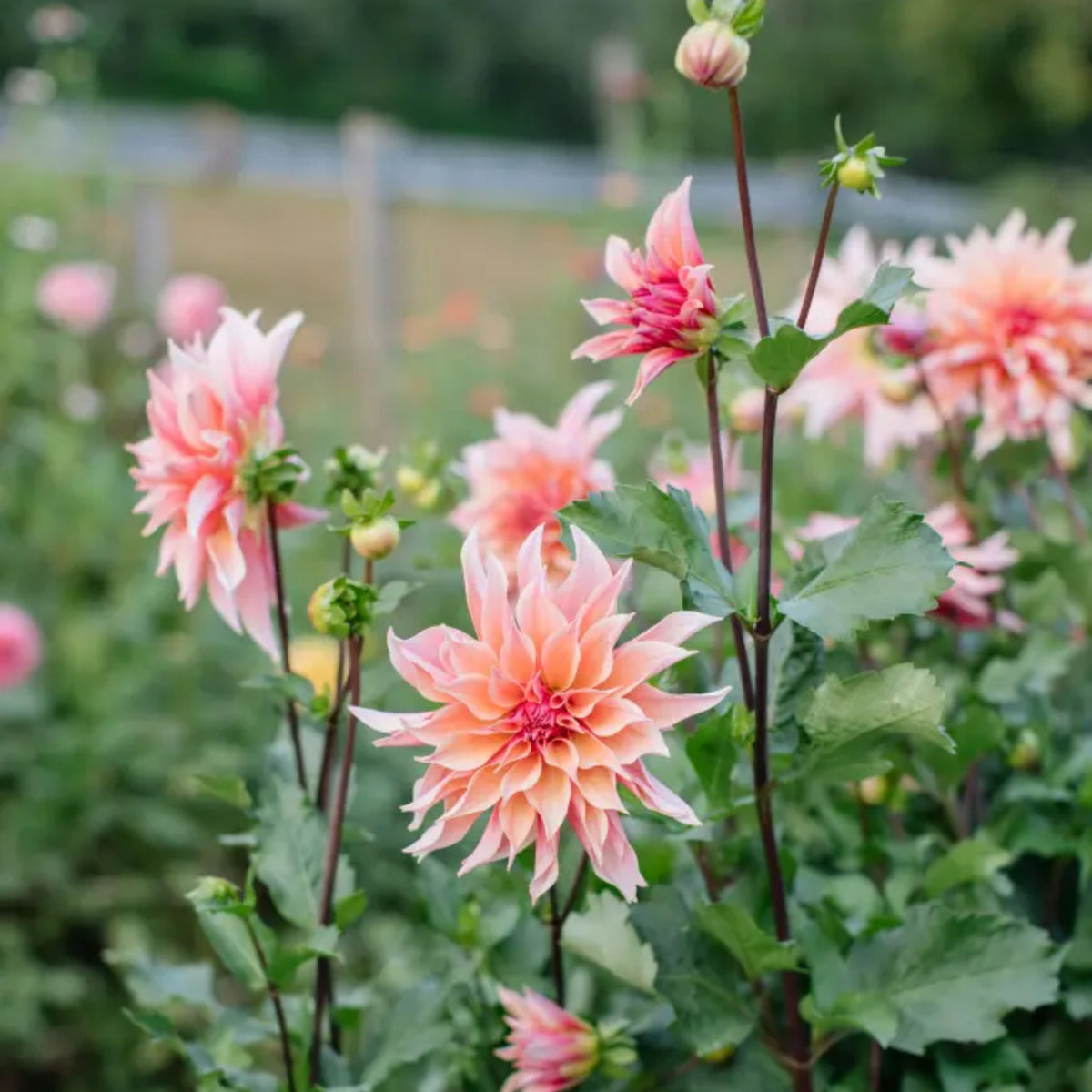 40+ Rare Seeds - Labyrinth Dahlia Seeds, Container