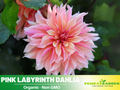 40+ Rare Seeds| Labyrinth Dahlia Seeds - Authentic - Open-Pollinated - Organic - Heirloom - Flower Seeds - Container - Beds & Cut Bouquets#D013