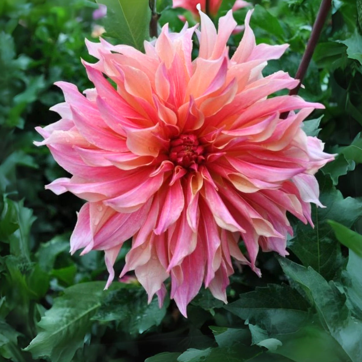 40+ Rare Seeds - Labyrinth Dahlia Seeds, Container