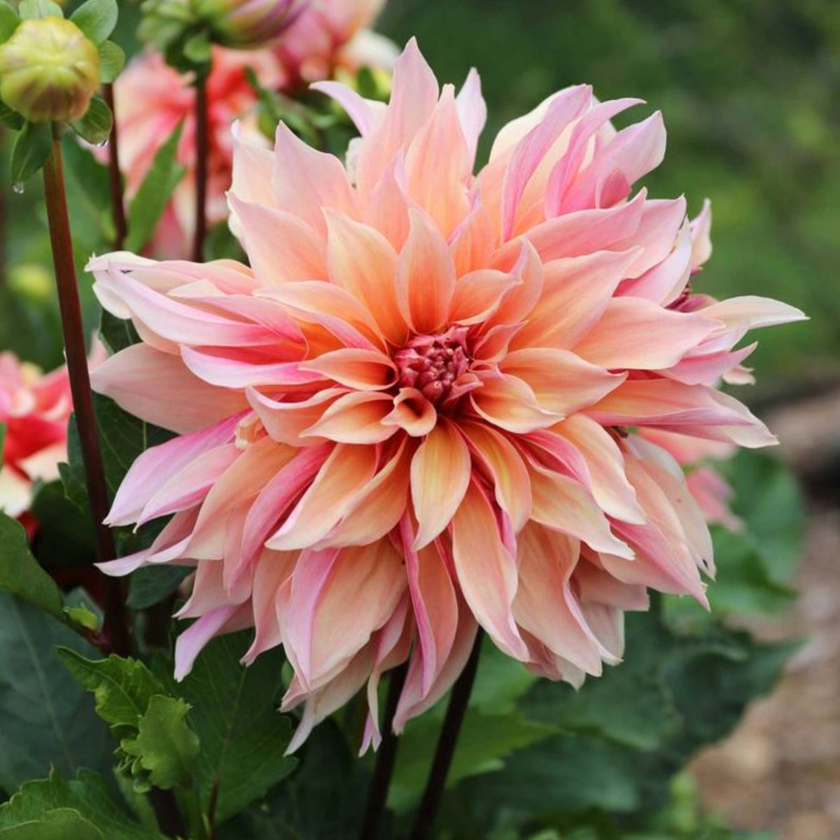 40+ Rare Seeds - Labyrinth Dahlia Seeds, Container