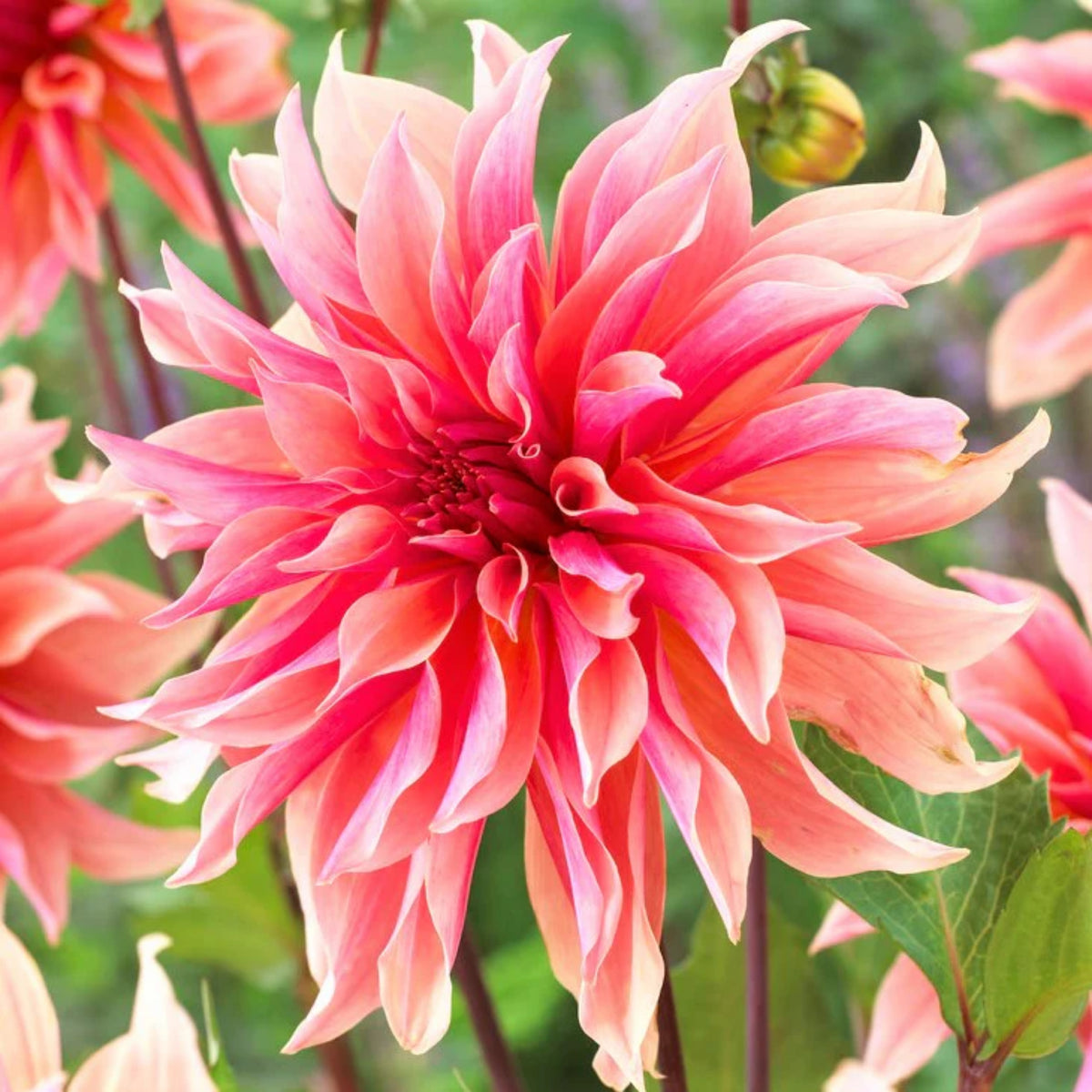 40+ Rare Seeds - Labyrinth Dahlia Seeds, Container