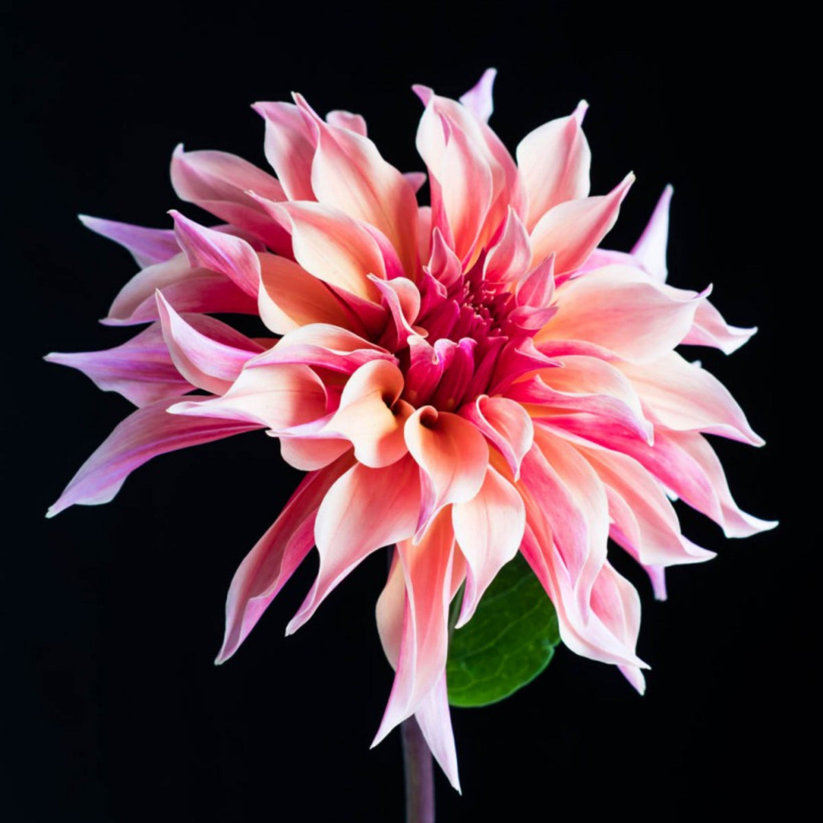 40+ Rare Seeds - Labyrinth Dahlia Seeds, Container