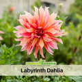 40+ Rare Seeds - Labyrinth Dahlia Seeds - Authentic - Open-Pollinated - Organic - Heirloom - Flower Seeds - Container - Beds & Cut Bouquets#D013