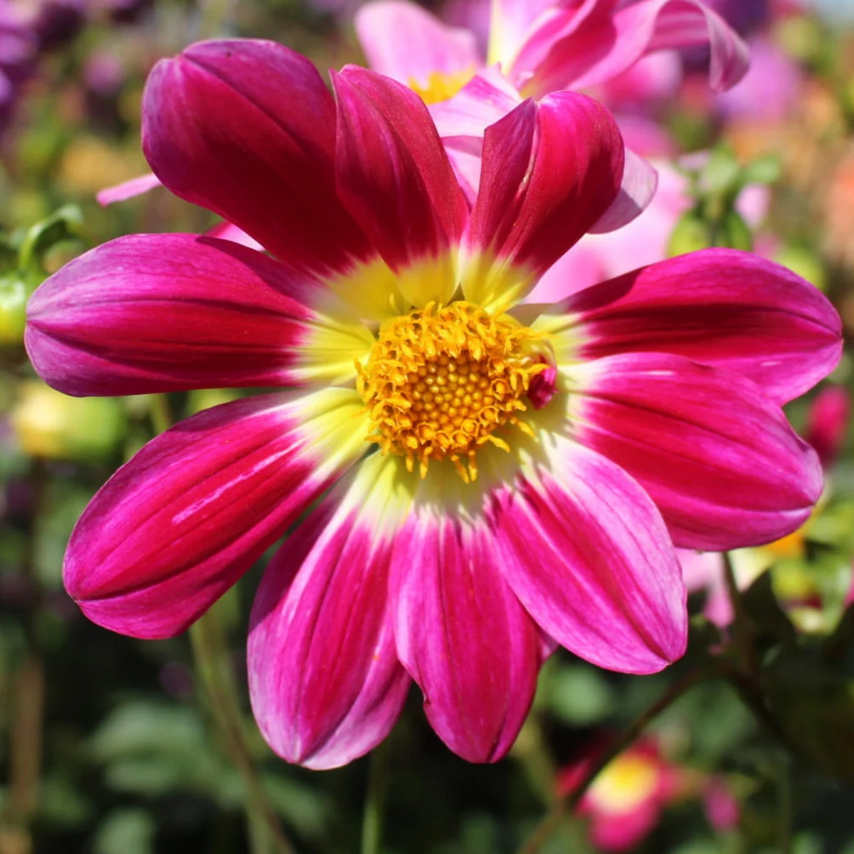 40+ Rare Seeds-Bashful Dahlia Seeds - Container, Beds & Cut Bouquets