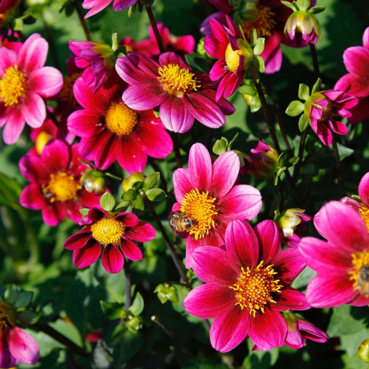40+ Rare Seeds-Bashful Dahlia Seeds - Container, Beds & Cut Bouquets