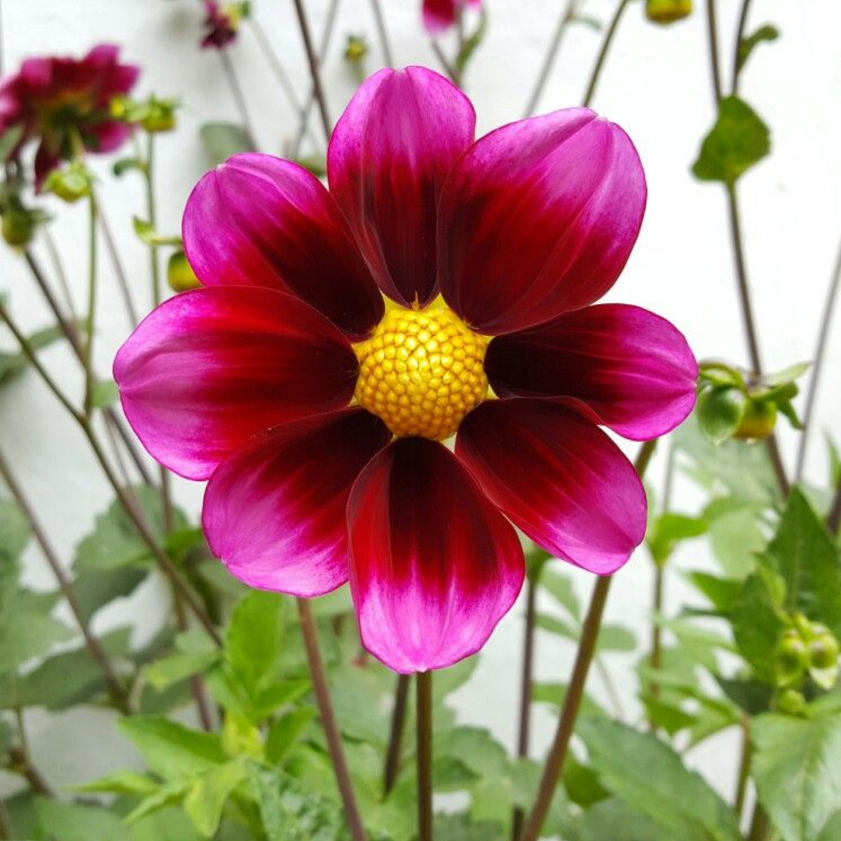 40+ Rare Seeds-Bashful Dahlia Seeds - Container, Beds & Cut Bouquets