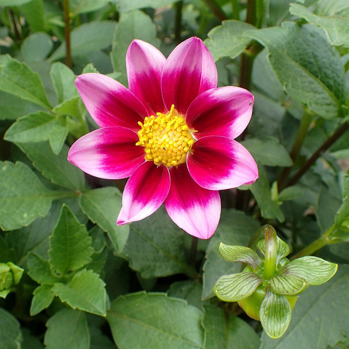 40+ Rare Seeds-Bashful Dahlia Seeds - Container, Beds & Cut Bouquets