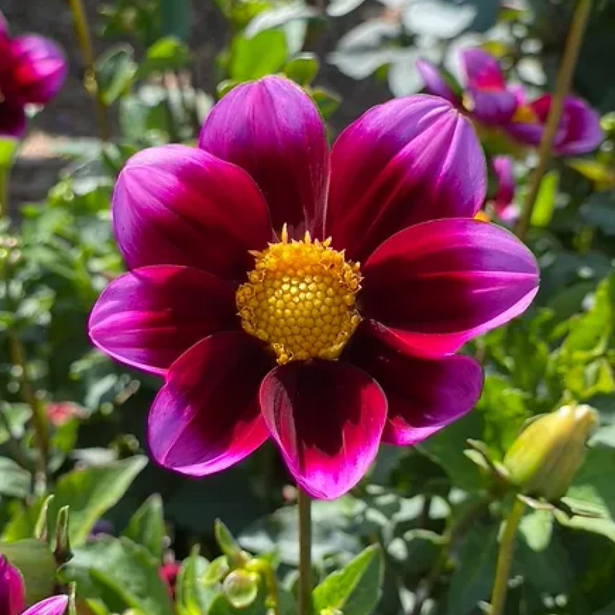 40+ Rare Seeds-Bashful Dahlia Seeds - Container, Beds & Cut Bouquets
