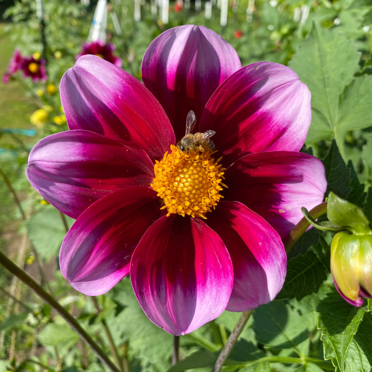 40+ Rare Seeds-Bashful Dahlia Seeds - Container, Beds & Cut Bouquets