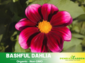 40+ Rare Seeds-Bashful Dahlia Seeds- Authentic - Open-Pollinated - Organic - Heirloom - Flower Seeds - Container - Beds & Cut Bouquets #D014
