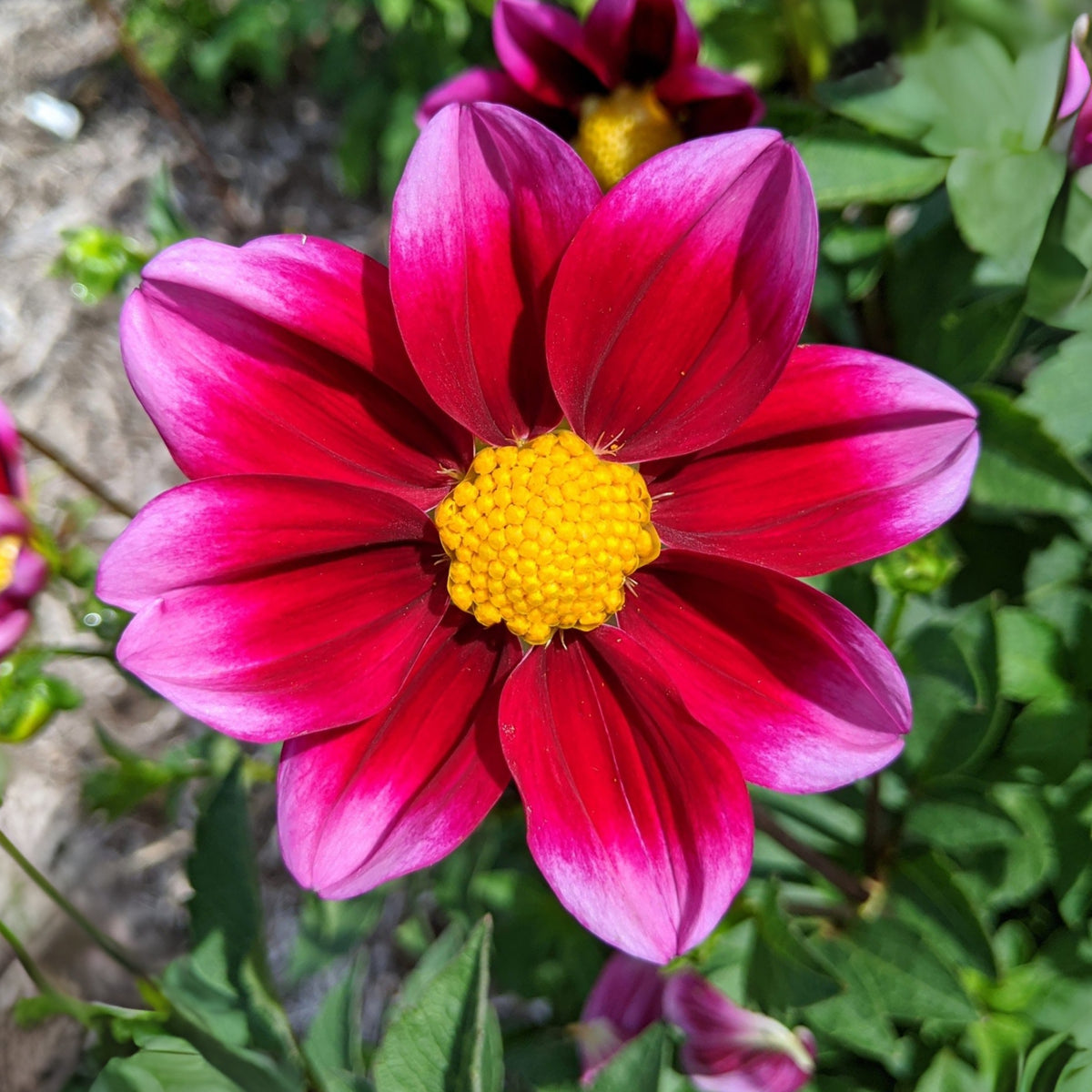 40+ Rare Seeds-Bashful Dahlia Seeds - Container, Beds & Cut Bouquets