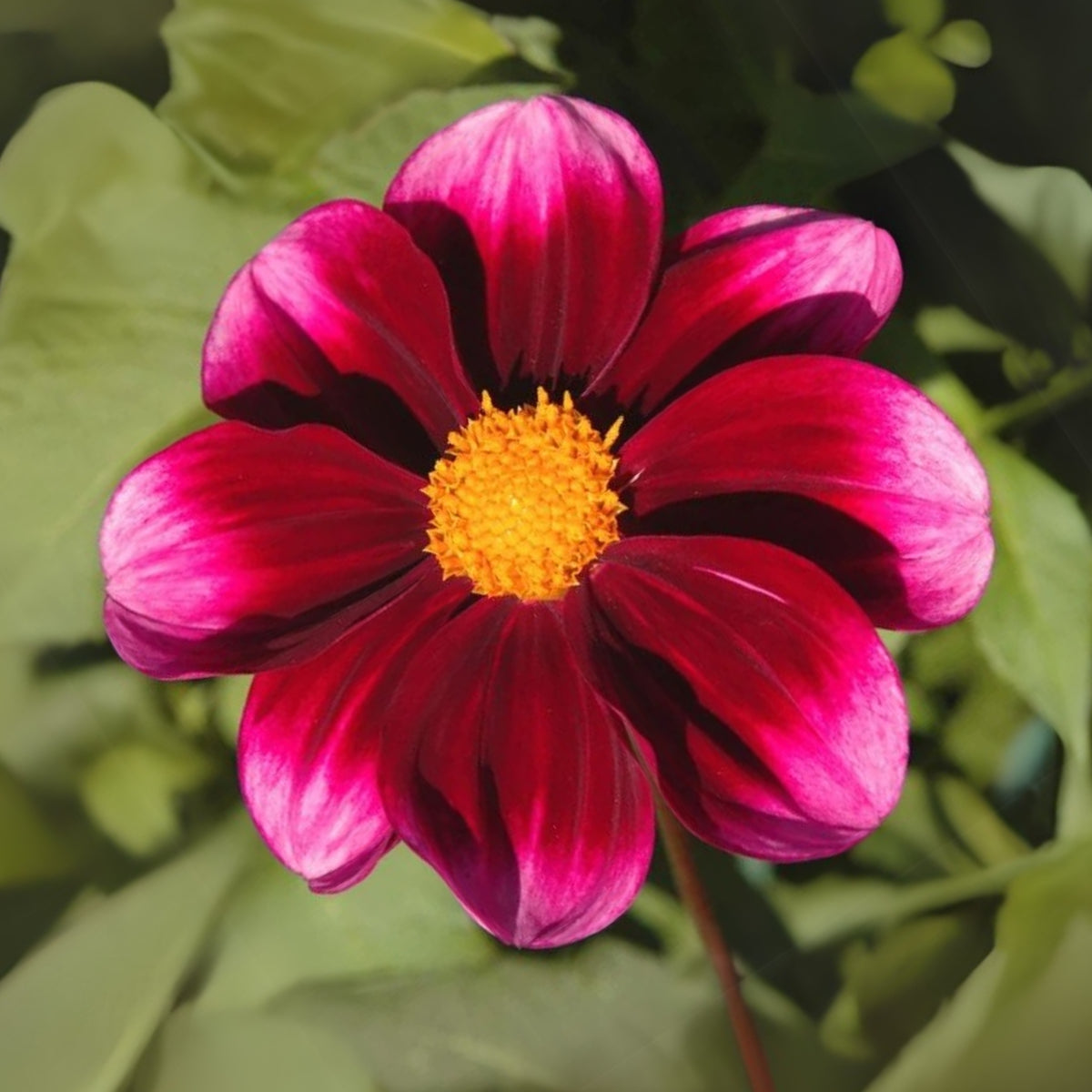 40+ Rare Seeds-Bashful Dahlia Seeds - Container, Beds & Cut Bouquets