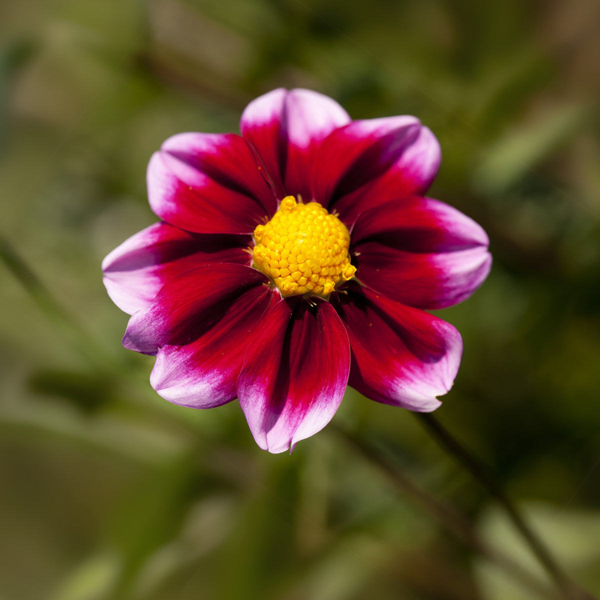 40+ Rare Seeds-Bashful Dahlia Seeds - Container, Beds & Cut Bouquets