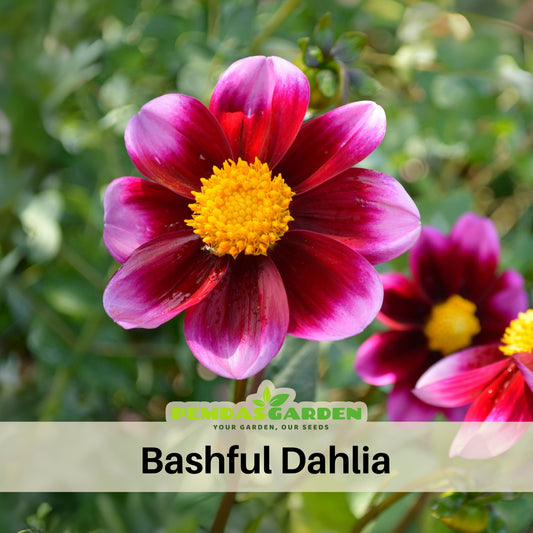 40+ Rare Seeds-Bashful Dahlia Seeds - Container, Beds & Cut Bouquets