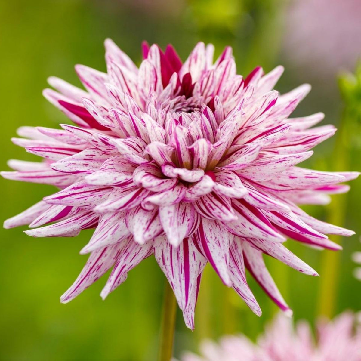 Hy Trio Dahlia Seeds, 40+ seeds
