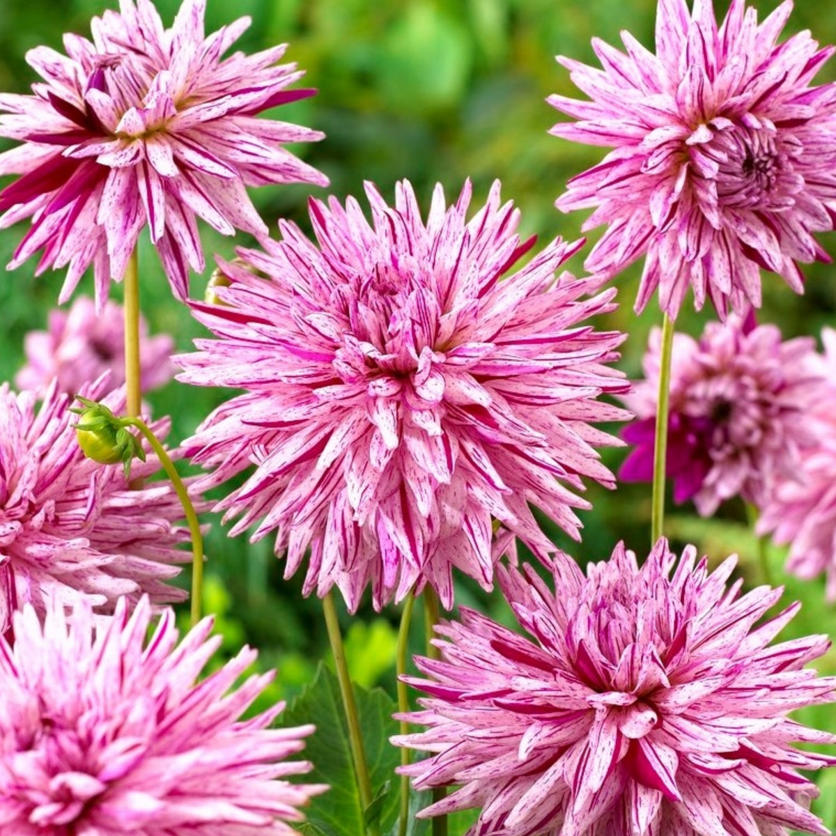 Hy Trio Dahlia Seeds, 40+ seeds