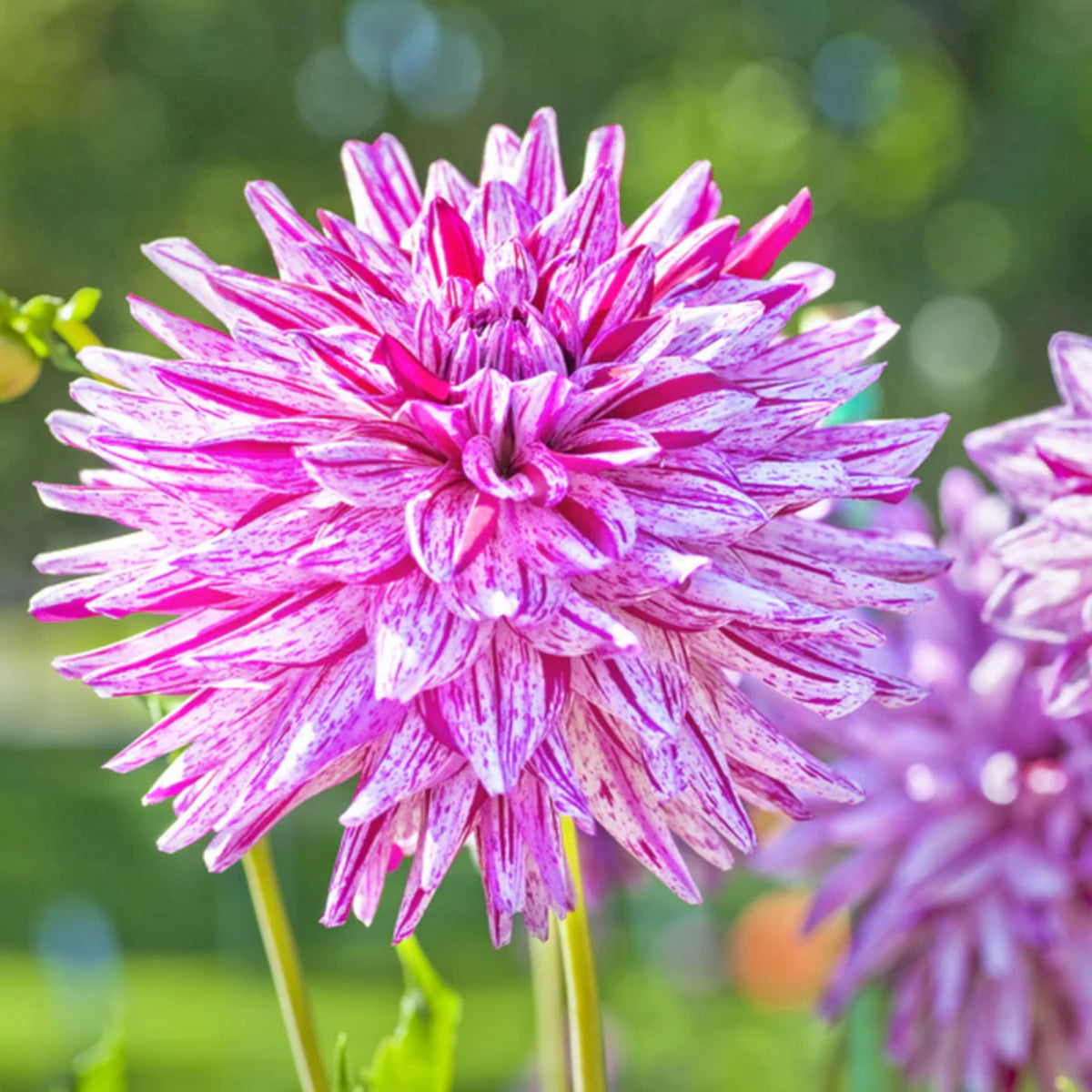 Hy Trio Dahlia Seeds, 40+ seeds