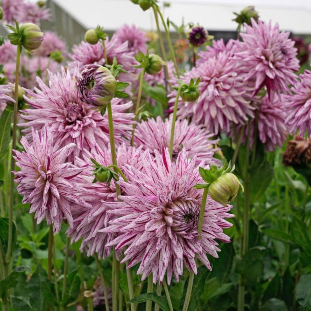 Hy Trio Dahlia Seeds, 40+ seeds
