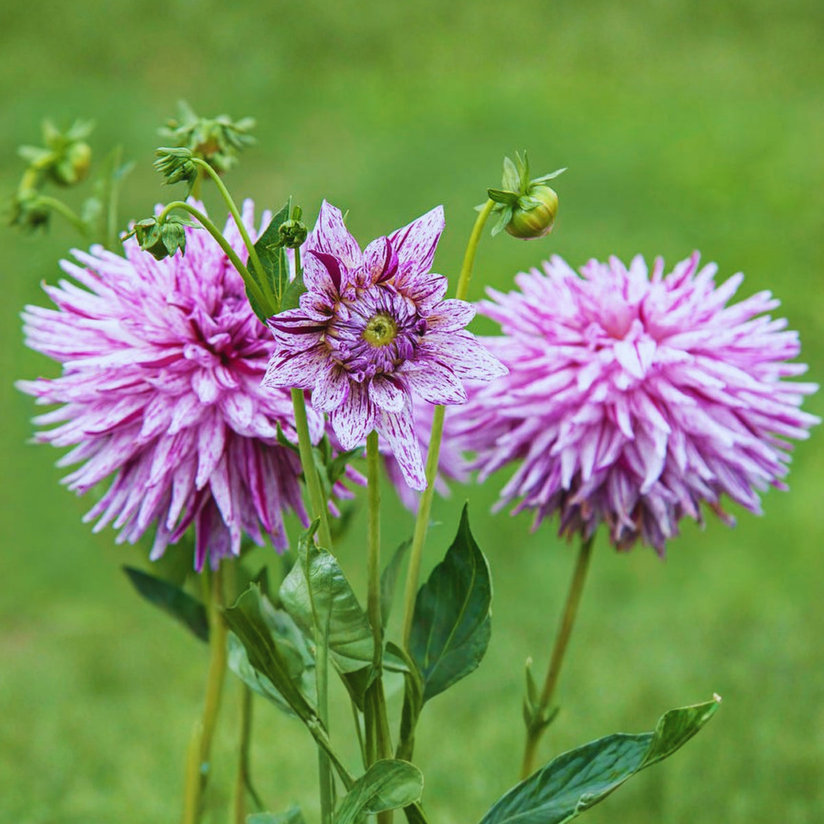 Hy Trio Dahlia Seeds, 40+ seeds